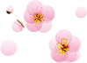 年賀状素材-梅の花