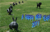 年賀状素材-宍道湖ウサギとハリー